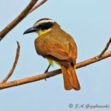 Boat-billed Flycatcher