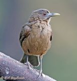 Clay-colored Thrush