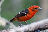 Flame-colored Tanager