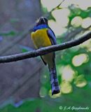 Gartered Trogon
