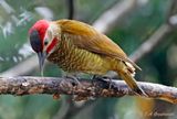 Golden-olive Woodpecker