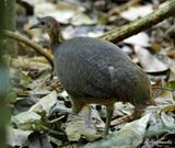 Great Tinamou