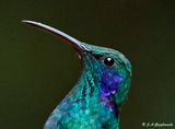 Lesser Violetear