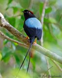 Long-tailed Manakin