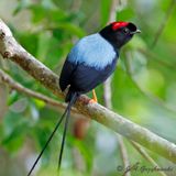 Long-tailed Manakin