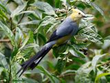 Long-tailed Silky-Flycatcher