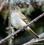 Mountain Elaenia