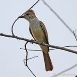 Nuttings Flycatcher