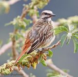 Sulfer-bellied Flycatcher