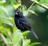 Variable Seedeater