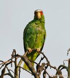 White-fronted Parrot