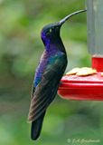 Violet Sabrewing