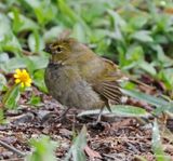 Yellow-faced Grassquit