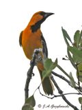 Streak-backed Oriole