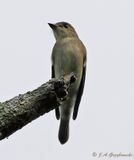 Western Wood-Pewee