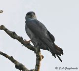 Plumbeous Kite