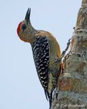 Red-crowned Woodpecker