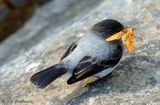 Torrent Tyrannulet