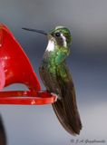 White-throated Mountain-Gem