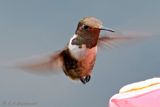 Volcano Hummingbird