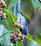 Slaty Flowerpiercer
