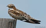 Common Nighthawk