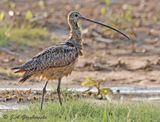 puddle-pleased Long-billed Curlew
