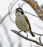 Black-capped Vireo