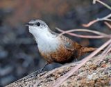 Canyon Wren