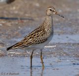 Pectoral Sandpiper