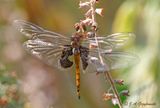Red Saddlebags (Tramea onusta)