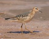 Buff-breasted Sandpiper