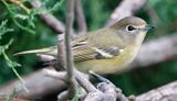 Cassins Vireo