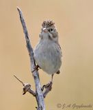 Brewers Sparrow