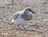 Magellanic Plover