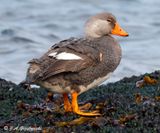 Flightless (Fuegian) Steamer Duck