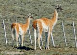 Guanaco (Lama guanicoe)