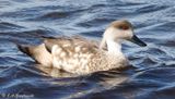 Crested Duck