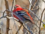 Pine Grosbeak