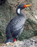 Red-legged Cormorant
