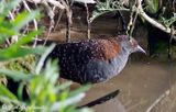 Black Rail