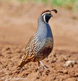 California Quail