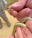 Chilean Slender Snake (Tachymenis chilensis)