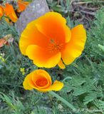 wildflower carpeting ground