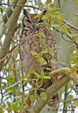 Magellanic Horned Owl