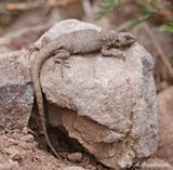 Smooth-throated Lizard (Liolaemus bellii)