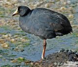 Giant Coot