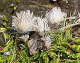 nonvascular bog plant