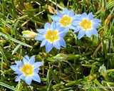 wildflower