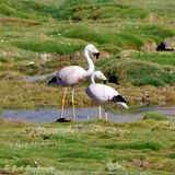 Andean Flamingo